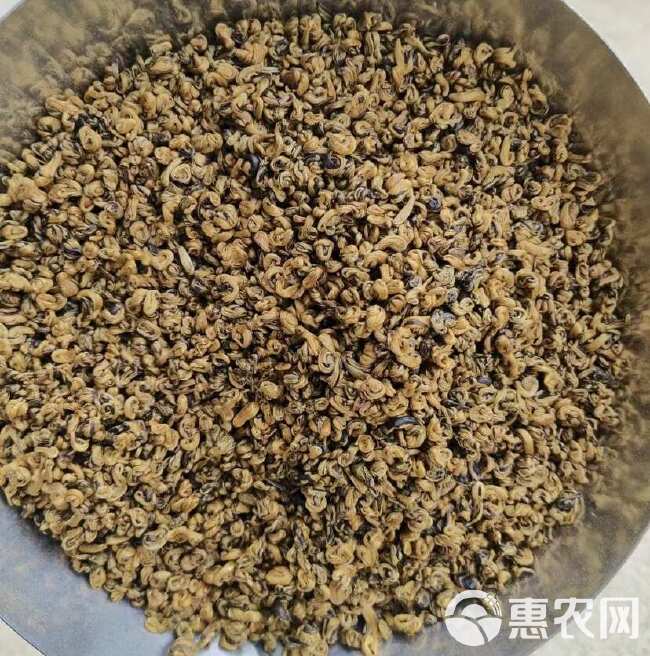 云南凤庆特辑滇红金螺蜜香型全黄芽高品质一手茶全国发货量大优惠