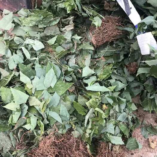 剑阁县带根淫羊藿