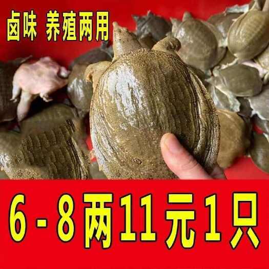 网红小甲鱼鲜活发货
