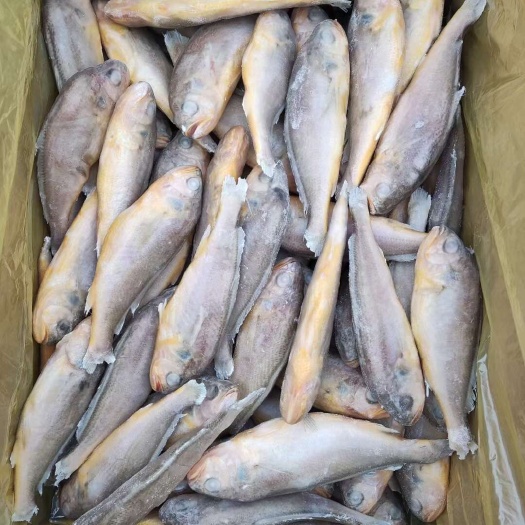 小黄鱼