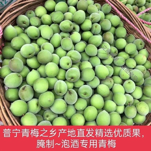 普宁市广东普宁自家种植青梅普宁青竹梅白粉梅泡酒青梅