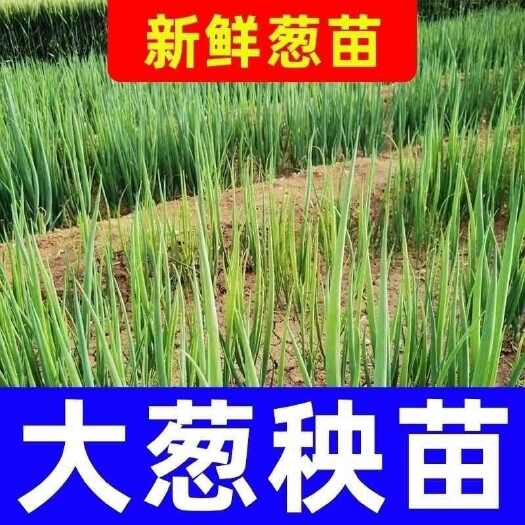 【易成活】章丘大葱秧子四季葱苗批发秧苗栽葱铁杆小葱苗大白葱苗