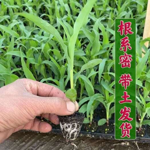 祁东县复耕玉米苗，.食料玉米。带土发货，苗深25到30cm