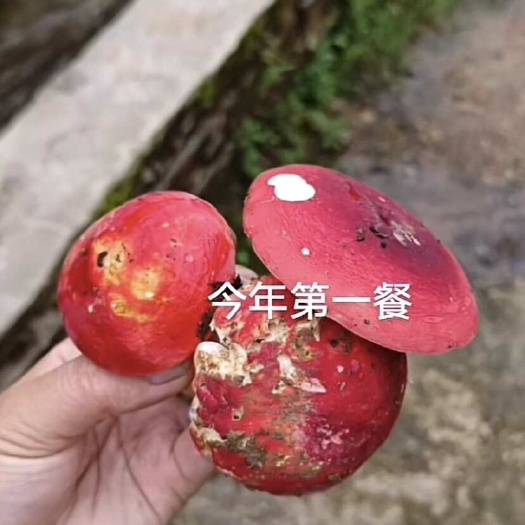 贺州红菇，红菌