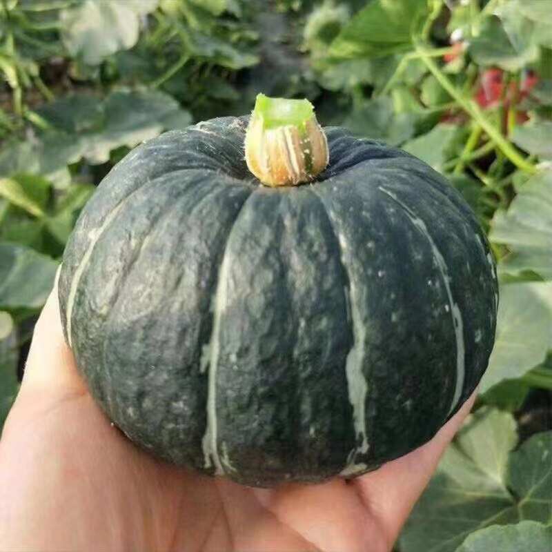 贝贝南瓜
