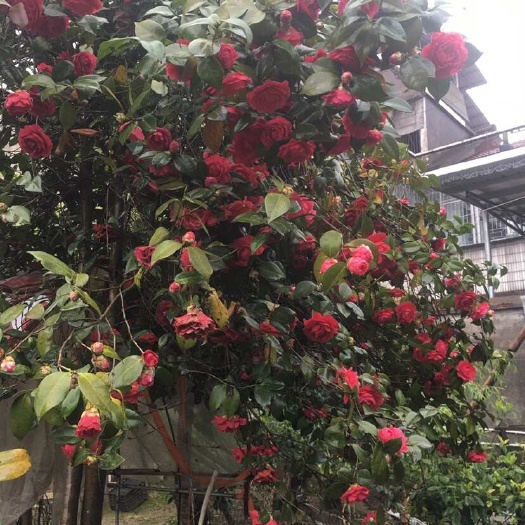 桃源县有8年生以上的茶花近百棵，地徑6cm-10cm品种不明，大红