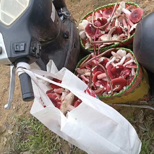 贺州野生红菌