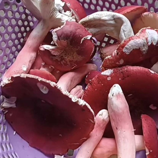 贺州野生正红菇，红菌蓝底灰脚