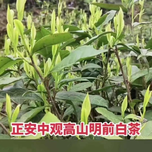 正安县新白茶
