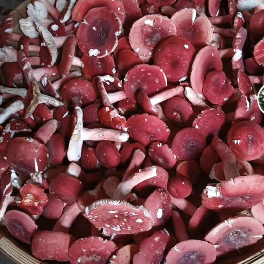 贺州红菌 红菌 红菌 野生菌