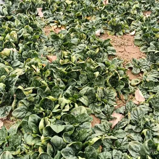 杭州趴地菠菜 200亩精品菠菜 大量出售