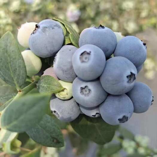 莒县山东大棚蓝莓，品种齐全，质量好，价格实惠。欢迎客商网红合作