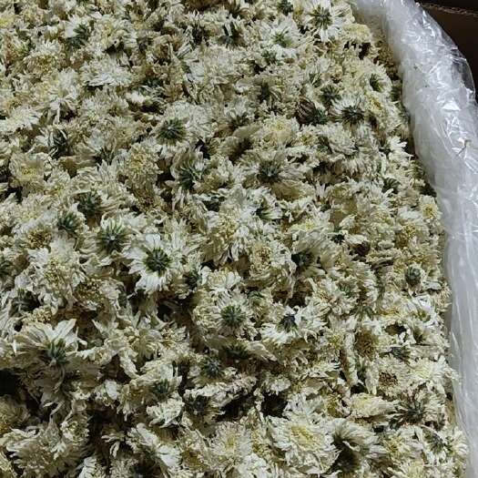 白菊