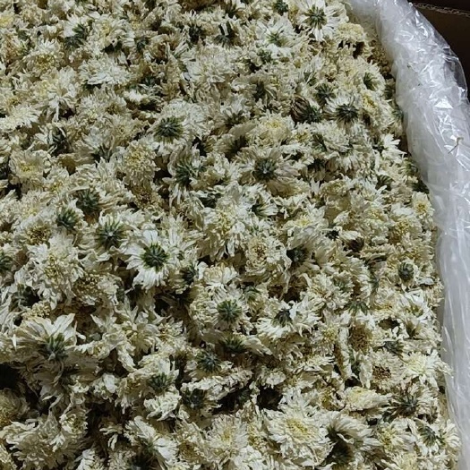 成都白菊