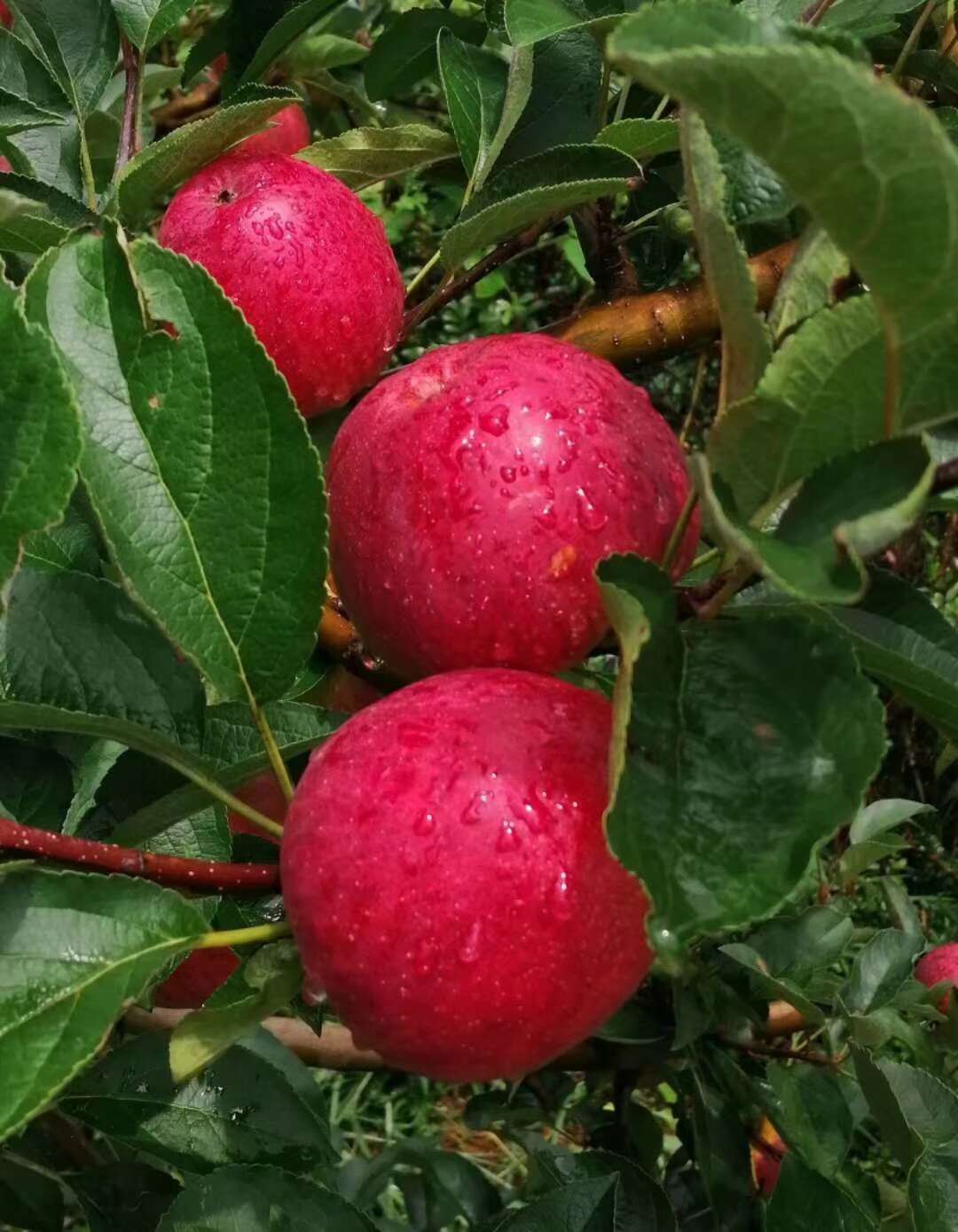 苹果苗，云南红富士苹果苗，瑞雪苹果苗