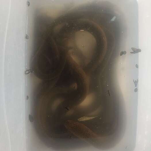  黄鳝