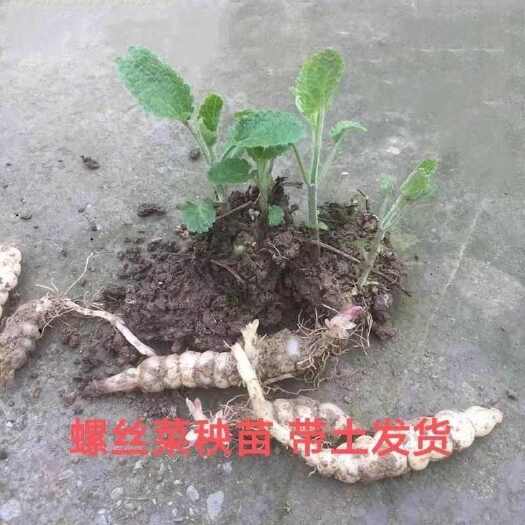 螺丝菜苗 宝塔菜苗 地环菜苗 甘露子苗 虫草参苗