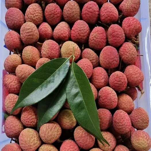 阳西县荔枝