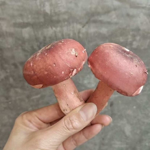 贺州野生红菌