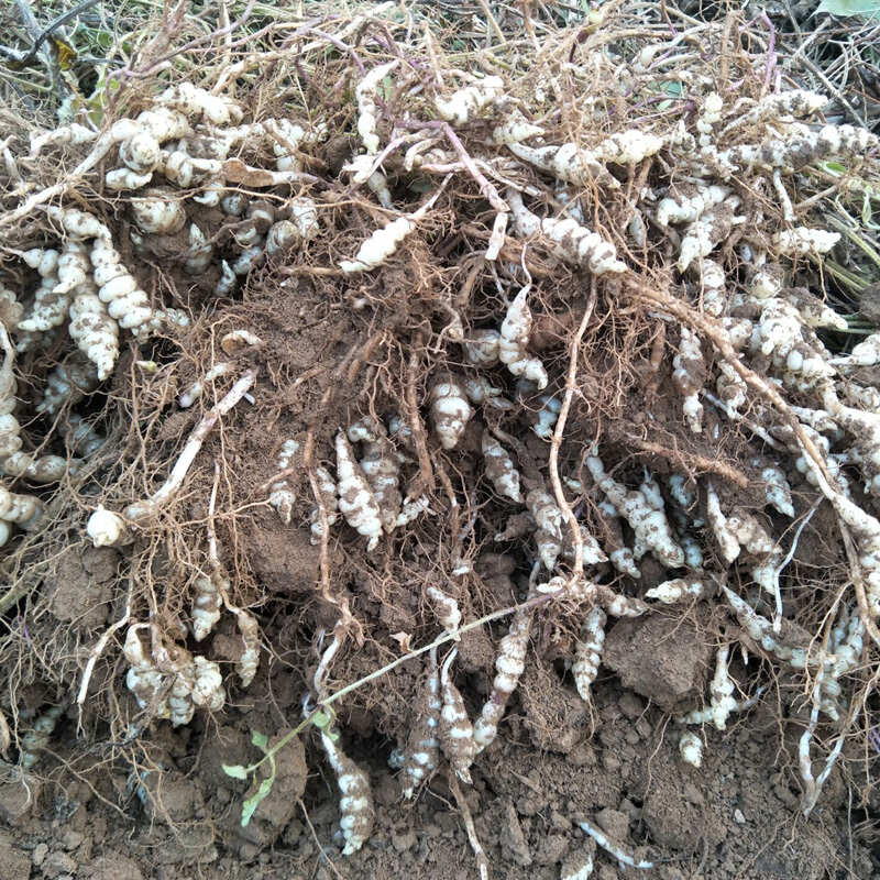 螺丝菜苗 宝塔菜苗 地环菜苗 甘露子苗 虫草参苗