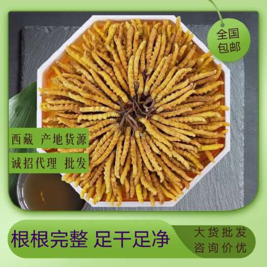  冬虫夏草