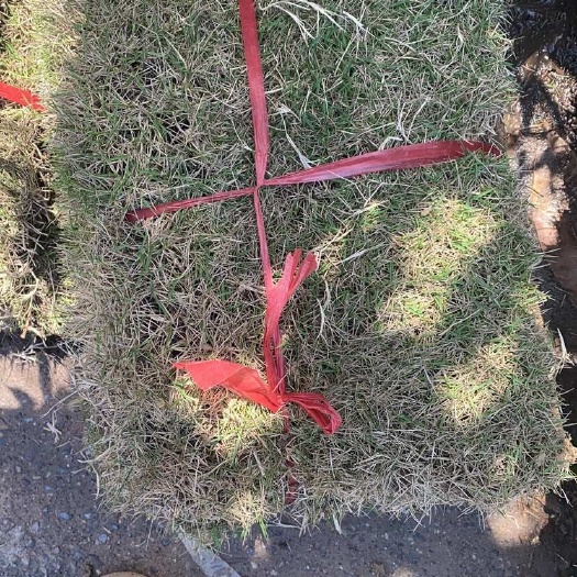 长沙草皮