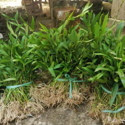 勐腊县金钗石斛苗，一株一芽，产地直销，货源充足，最底价