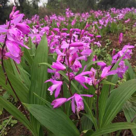 梓潼县四川产地～宽叶紫花白芨种苗