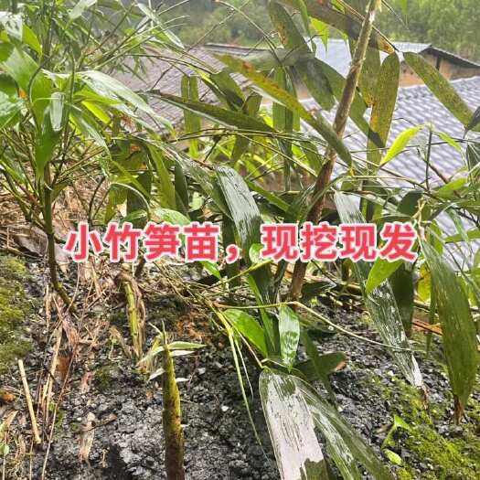 野生室外食用小竹笋苗四季常庭院户外耐寒耐热盆栽地栽风景竹笋苗