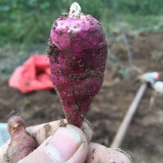 鄱阳县胰岛果种苗 红洋姜种苗 红菊芋种苗