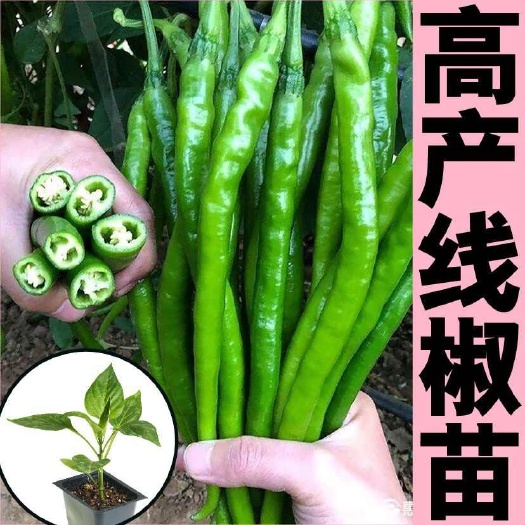 苏州超长线椒秧苗，辣椒苗批发，辣椒秧苗春夏秋冬季种植香辣长椒秧苗