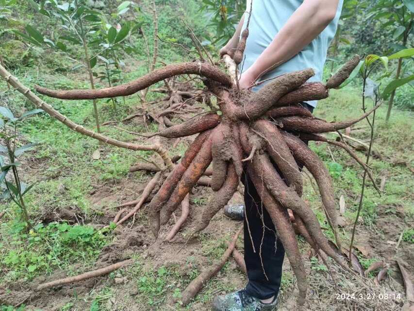 木薯种苗