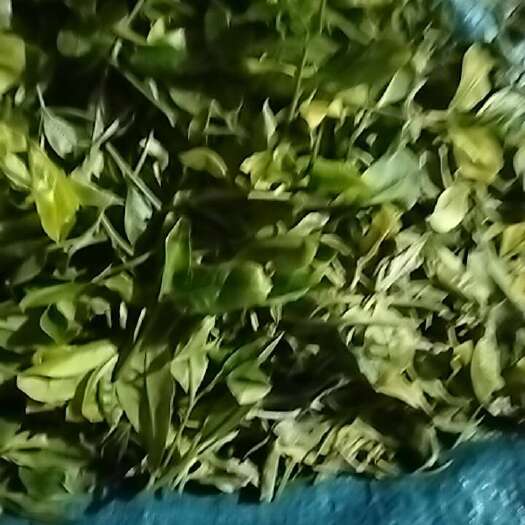 景谷县手工制作，生态茶，晒青，芽头，白号，等，支持预订