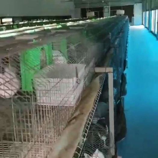 肉兔