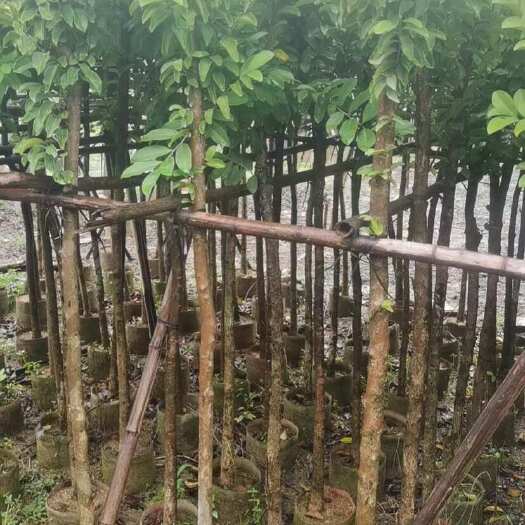 普宁市五味子