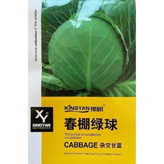 南京春棚绿球杂交甘蓝种子大头菜包心菜种子籽早熟45天杂交甘蓝种子