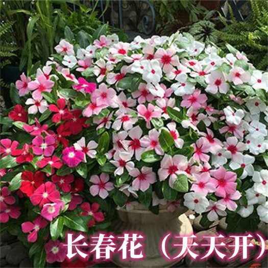 苏州长春花种子天天开花期长多年生花海庭院室内阳台盆栽花卉花草种籽