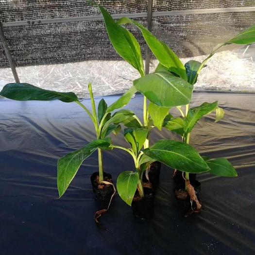 东莞市香蕉苗 芭蕉苗 皇帝蕉 粉蕉苗 各类蕉苗低价复绿蕉苗绿化蕉苗
