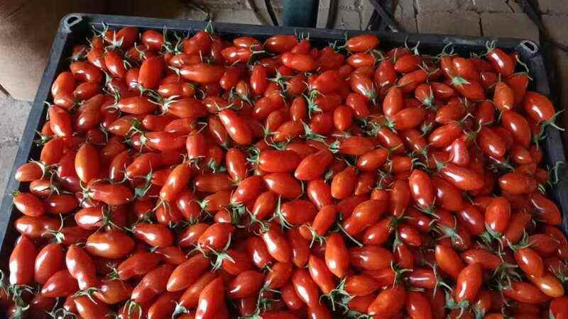 昌黎县昌黎县圣女果小西红柿409大量上市，欢迎各地客商前来采购！