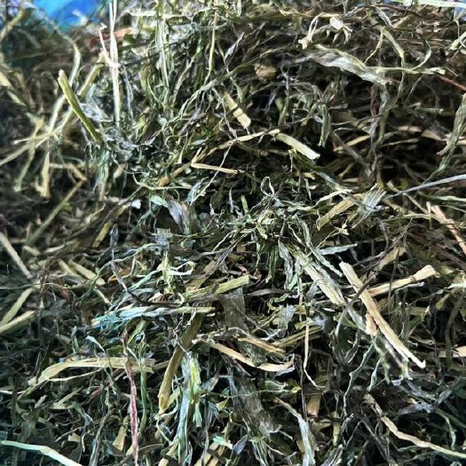 大麦草麦苗段宠物饲料荷兰猪牛羊马兔 源头厂家直供