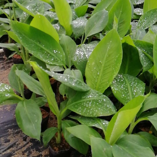 东莞市芭蕉苗  芭蕉树苗 芭蕉树头 芭蕉树头 大蕉苗  牛角蕉苗