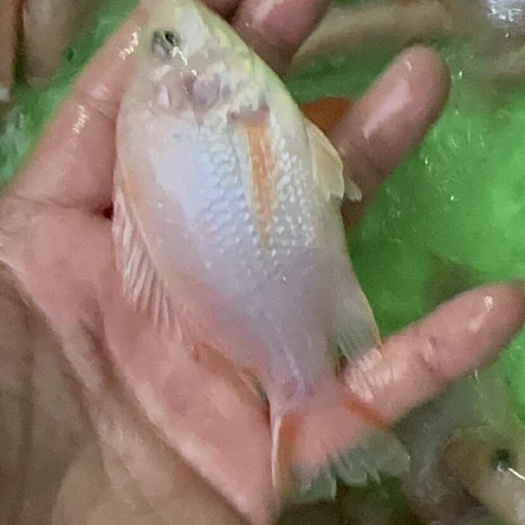 南宁红罗非，彩虹鲷，单性大得快，4个月可达1.2斤。