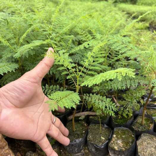 广州蓝花楹小苗20-100高
