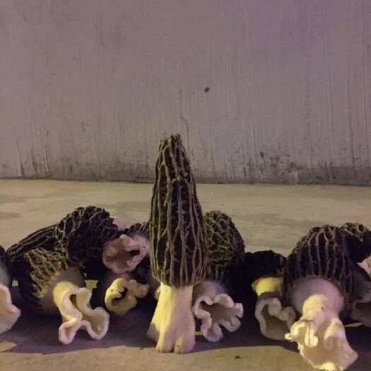 张家界羊肚菌