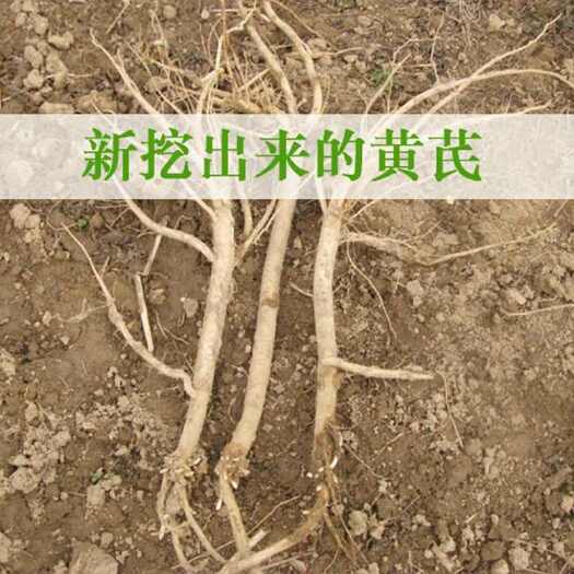 固阳县内蒙甘肃草原新黄芪鲜黄芪黄芪整根带泥土发货道地药材回家清洗