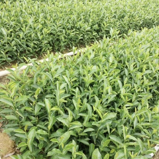  梅占茶苗