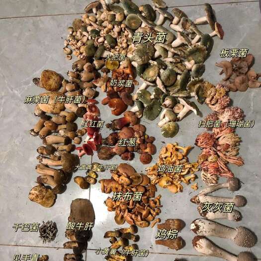 玉溪鸡油菌