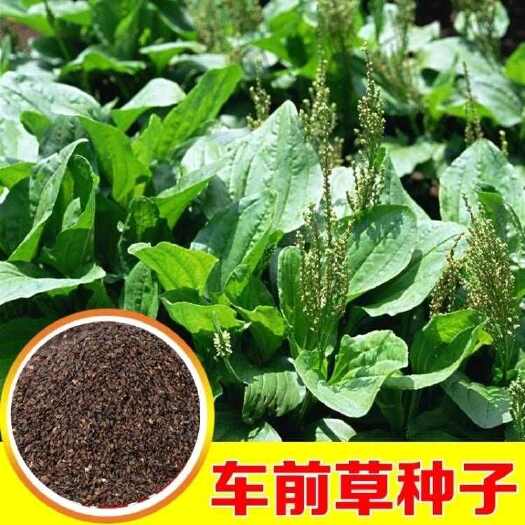 苏州车前草种子，食用野菜种籽中药材车轮菜籽野生车前子四季蔬菜种子