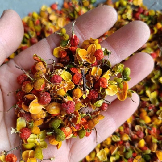 合欢花南蛇藤果北合欢花干货规格齐全颜色好