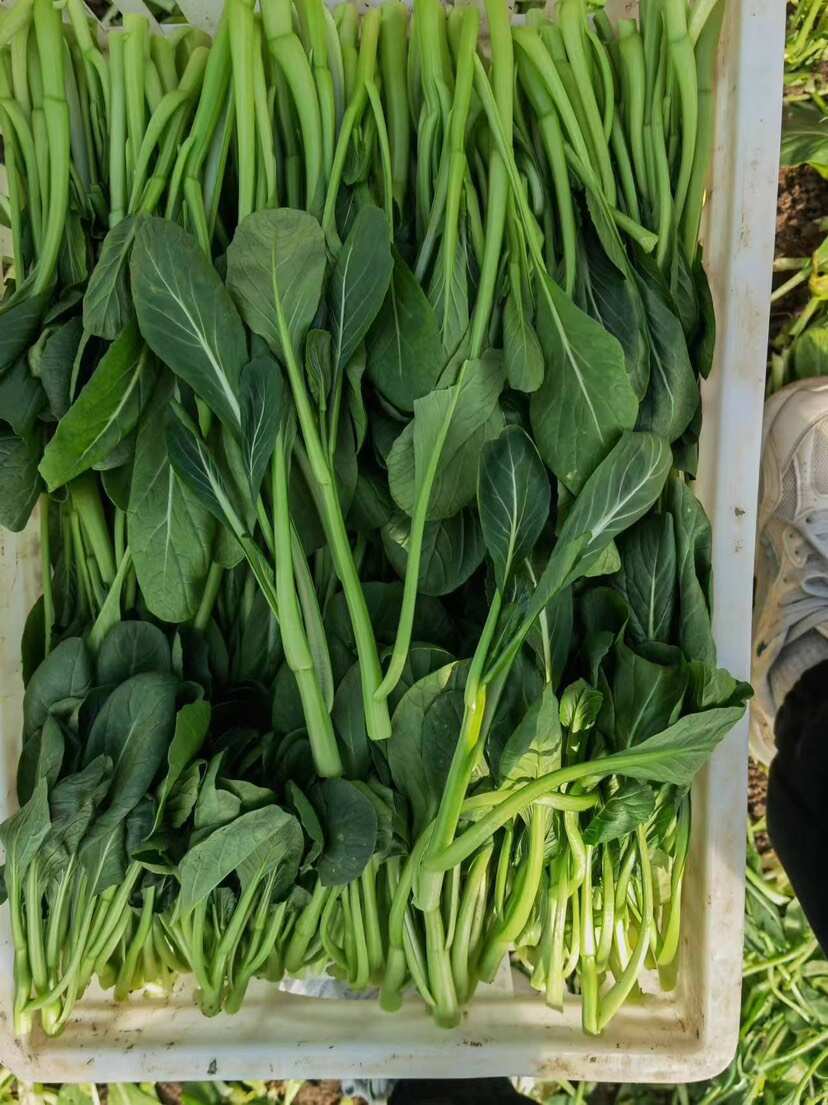 精品甜菜心，上海青菜苔，大量有货，产地直销！